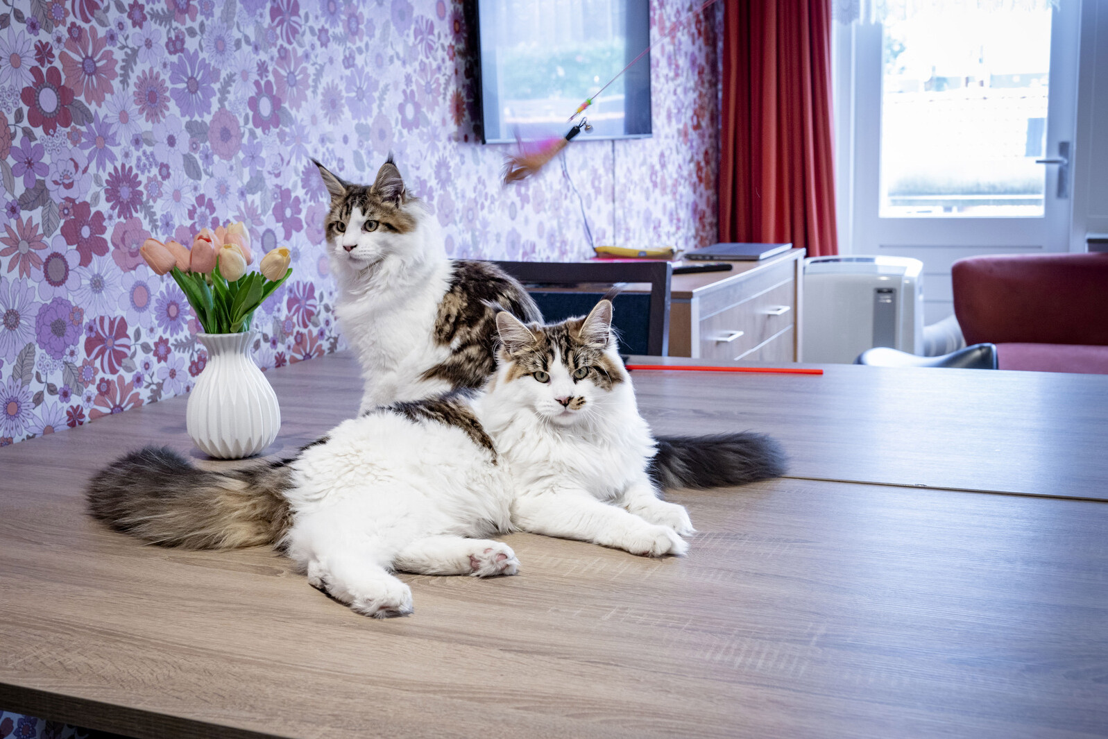 Katten Huize Eykenburg