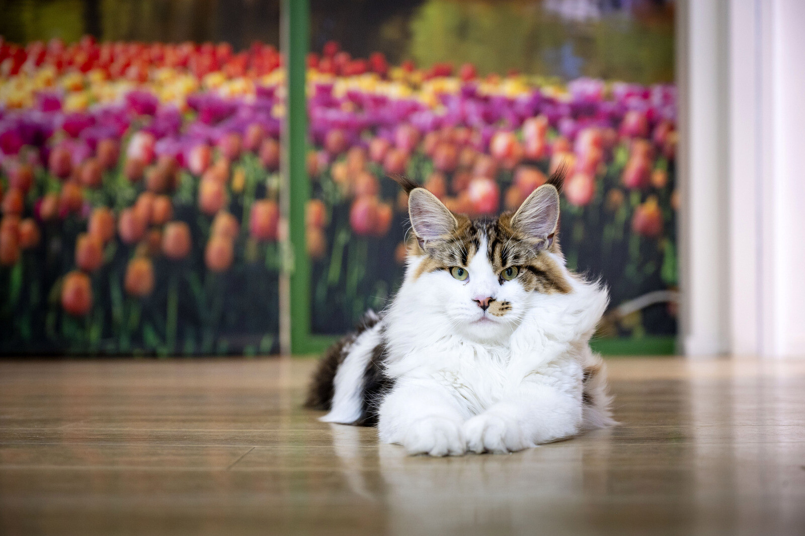 Katten Huize Eykenburg
